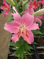 [4196 Striker No02.JPG]